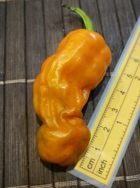 fruit of chilli pepper Peter Penis Orange: 19-CA8-21#2