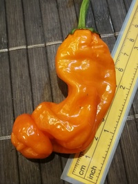 plod chilli papriky Peter Penis Orange: 19-CA8-22#2