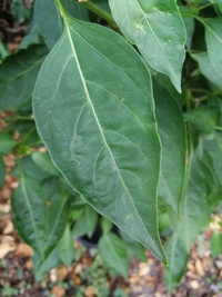 leaf of chilli pepper: Peter Penis Orange