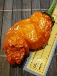 fruit of chilli pepper Peter Penis Orange: 19-CA8-31#2