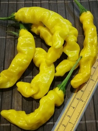 fruit of chilli pepper Peter Penis Yellow: 19-CA9-11#1