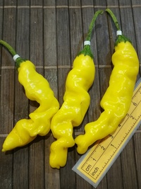 plod chilli papriky Peter Penis Yellow: 19-CA9-11#4