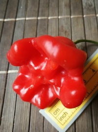 plod chilli papriky Bishop´s Crown: 19-CB1-12#2