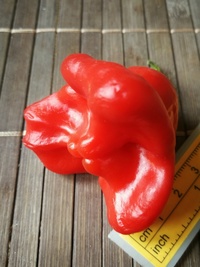 fruit of chilli pepper Bishop´s Crown: 19-CB1-12#3