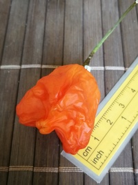 fruit of chilli pepper Bishop´s Crown: 19-CB1-12#4