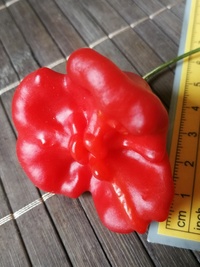 fruit of chilli pepper Bishop´s Crown: 19-CB1-21#2
