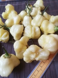 fruit of chilli pepper Aji White Fantasy: 19-CB2-12#1