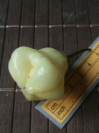 fruit of chilli pepper Aji White Fantasy: 19-CB2-23#2