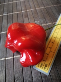 fruit of chilli pepper Jamaican Bell: 19-CB3T3-11#2