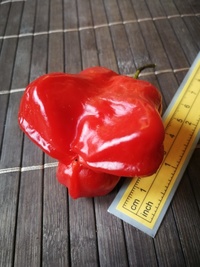 fruit of chilli pepper Jamaican Bell: 19-CB3T3-11#3