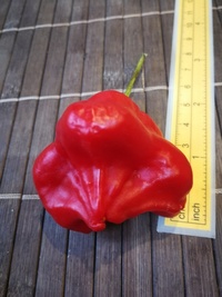 fruit of chilli pepper Jamaican Bell: 19-CB3T3-12#2