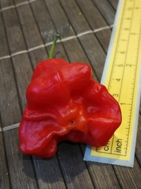 fruit of chilli pepper Jamaican Bell: 19-CB3T3-13#3