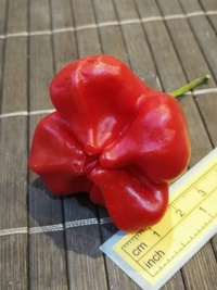 fruit of chilli pepper Jamaican Bell: 19-CB3T4-11#2