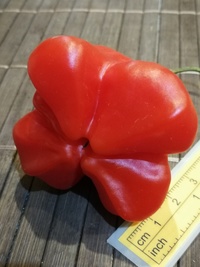 fruit of chilli pepper Jamaican Bell: 19-CB3T4-13#2