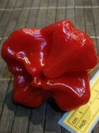 fruit of chilli pepper Jamaican Bell: 19-CB3T4-13#3