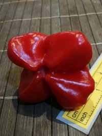 fruit of chilli pepper Jamaican Bell: 19-CB3T4-13#4