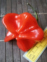 fruit of chilli pepper Jamaican Bell: 19-CB3T5-11#2