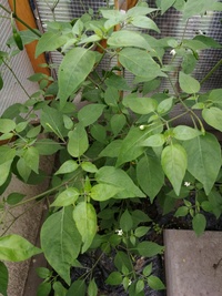 plant of chilli pepper: Aji Charapita
