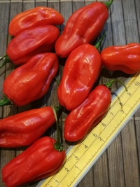 fruit of chilli pepper Venezuelan Tiger: 19-CC10-21#1