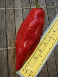 fruit of chilli pepper Venezuelan Tiger: 19-CC10-21#2