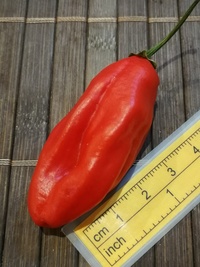 fruit of chilli pepper Venezuelan Tiger: 19-CC10-21#3