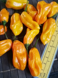 fruit of chilli pepper Venezuelan Tiger Orange: 19-CC10O-21#1