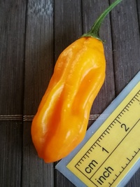 fruit of chilli pepper Venezuelan Tiger Orange: 19-CC10O-21#2