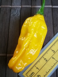 fruit of chilli pepper Venezuelan Tiger Orange: 19-CC10O-21#3