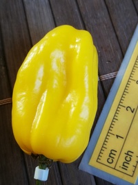 fruit of chilli pepper Venezuelan Tiger Yellow: 19-CC10Y-11#2