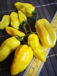 fruit of chilli pepper Venezuelan Tiger Yellow: 19-CC10Y-21#1
