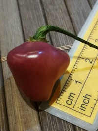 plod chilli papriky Cheiro Roxa: 19-CC11-31#4