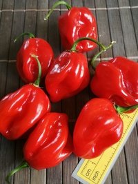 fruit of chilli pepper Habanero Red: 19-CC13-11#1