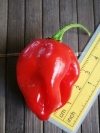fruit of chilli pepper Habanero Red: 19-CC13-11#2