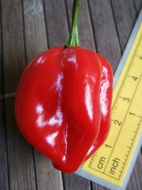 plod chilli papriky Habanero Red: 19-CC13-11#3