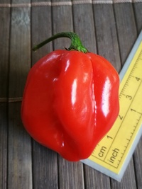 plod chilli papriky Habanero Red: 19-CC13-21#2