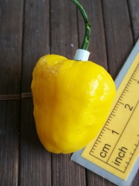 fruit of chilli pepper Bhut Jolokia Yellow: 19-CC14-11#2
