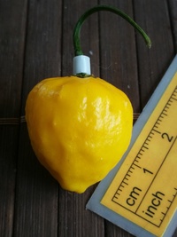 fruit of chilli pepper Bhut Jolokia Yellow: 19-CC14-11#3