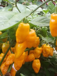 plant of chilli pepper: Bhut Jolokia Yellow