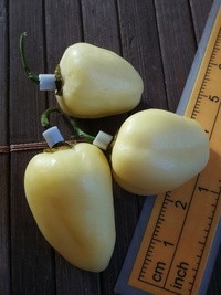 fruit of chilli pepper Bhut Jolokia White: 19-CC15-11#2