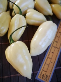 fruit of chilli pepper Bhut Jolokia White: 19-CC15-21#1