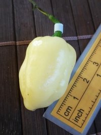 fruit of chilli pepper Bhut Jolokia White: 19-CC15-21#2