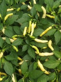 plant of chilli pepper: Aribibi Gusano