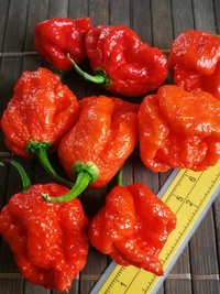 fruit of chilli pepper Trinidad Moruga Scorpion: 19-CC17-11#1