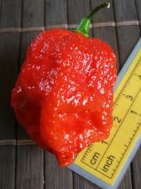 fruit of chilli pepper Trinidad Moruga Scorpion: 19-CC17-11#2