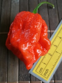 fruit of chilli pepper Trinidad Moruga Scorpion: 19-CC17-21#2