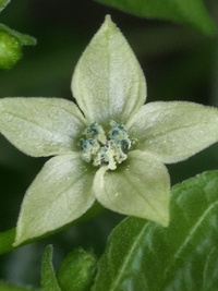flower of chilli pepper: Aji Charapita Small