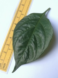 leaf of chilli pepper: Aji Charapita Small