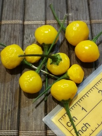 fruit of chilli pepper Aji Charapita Small: 19-CC1Z-21#1