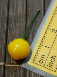 fruit of chilli pepper Aji Charapita Small: 19-CC1Z-21#2