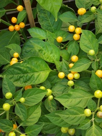 plant of chilli pepper: Aji Charapita Small